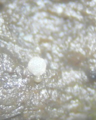 Coprotus niveus