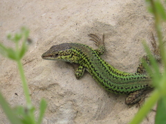 Catalonian Wall Lizard photo 2