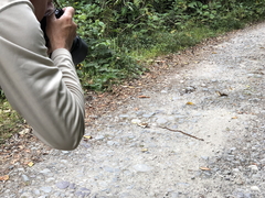 Urotheca lateristriga