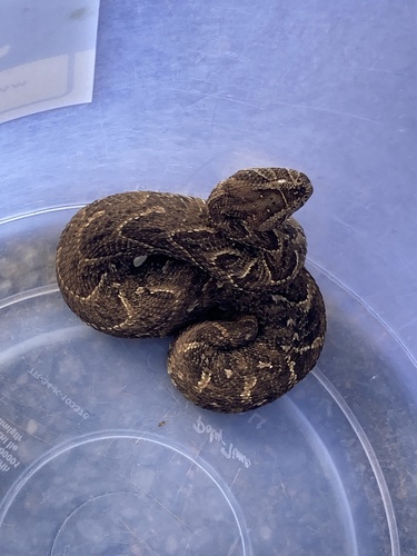 Puff Adder