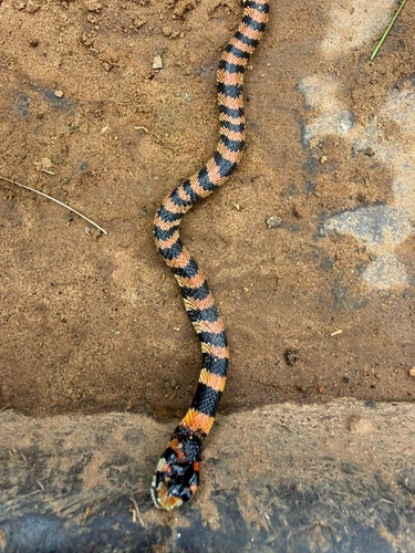 Cape Coral Snake