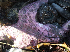 Pisaster brevispinus