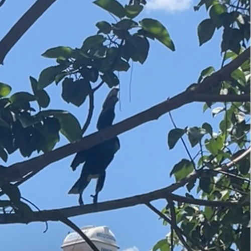 Silvery-cheeked Hornbill