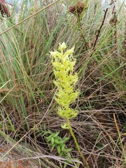 Habenaria tysonii