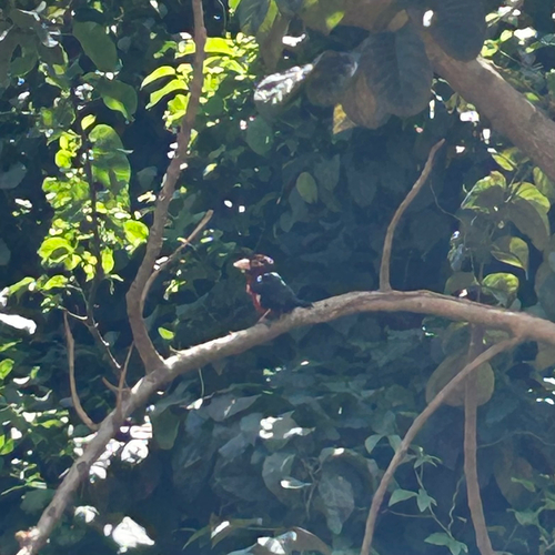 Double-toothed Barbet