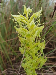 Habenaria tysonii