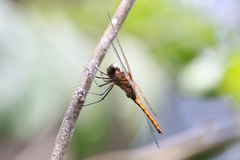 Tauriphila australis