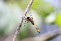 Tauriphila australis
