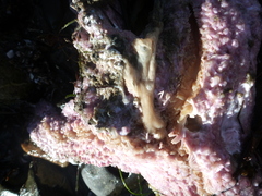 Pisaster brevispinus