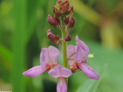 Desmodium tortuosum