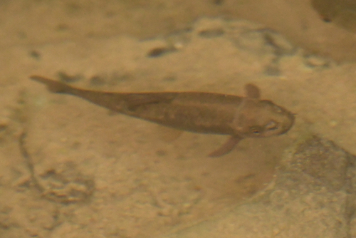 Longfin garra (Garra longipinnis) — Cyprinidae — 3