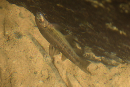 Langvin-zuigbarbeel (Garra longipinnis) — Cyprinidae