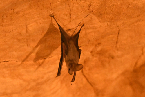 Small Mouse-tailed Bat