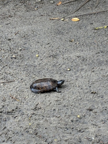 Kinosternon scorpioides