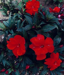 Impatiens hawkeri