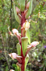 Satyrium ligulatum