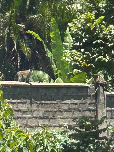 Grivet Monkey