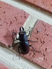 Prismognathus dauricus