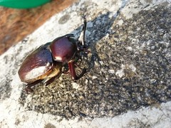 Trypoxylus dichotomus