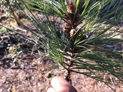 Pinus durangensis