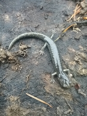 Aneides klamathensis