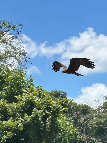 Black Kite