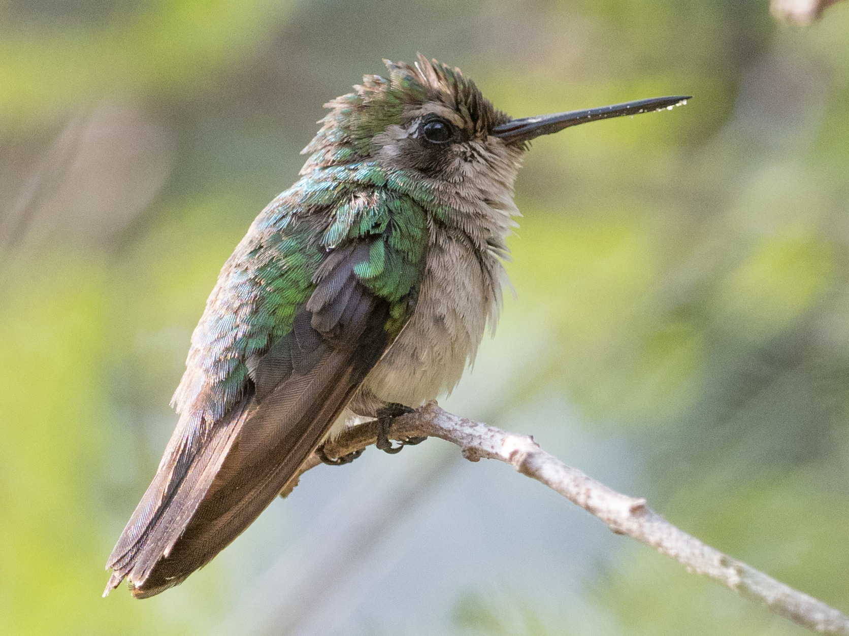 Red-billed Emerald (Chlorostilbon gibsoni), photo 4