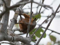 Picumnus cinnamomeus