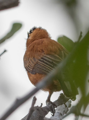 Picumnus cinnamomeus