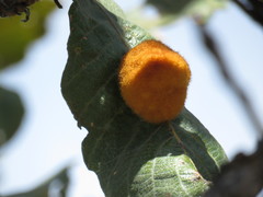 Striatoandricus nievesaldreyi