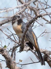 Saltator orenocensis