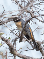 Saltator orenocensis