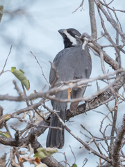 Saltator orenocensis