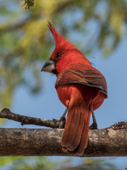 Cardinalis phoeniceus