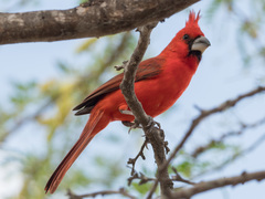 Cardinalis phoeniceus