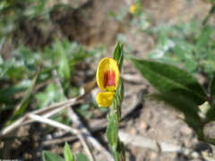 Zornia diphylla