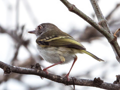 Atalotriccus pilaris