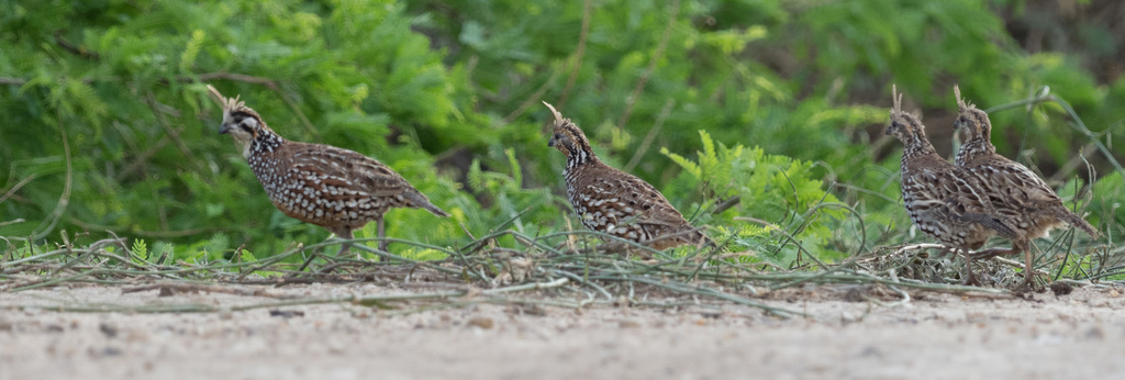 Crested Bobwhite