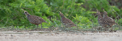 Crested Bobwhite