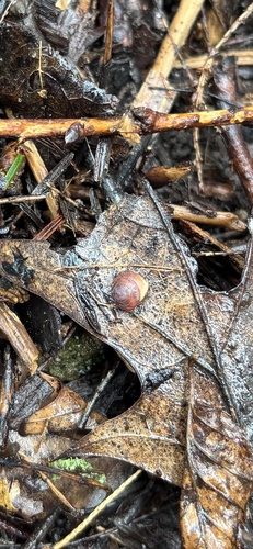 Hendersonia occulta observed 2026-04-14