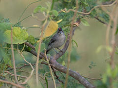 Coryphospingus pileatus