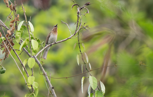 Philippine Bulbul (Hypsipetes philippinus), photo 3