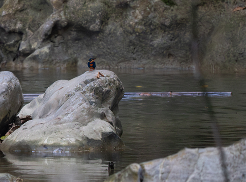Indigo-banded Kingfisher (Ceyx cyanopectus), photo 2