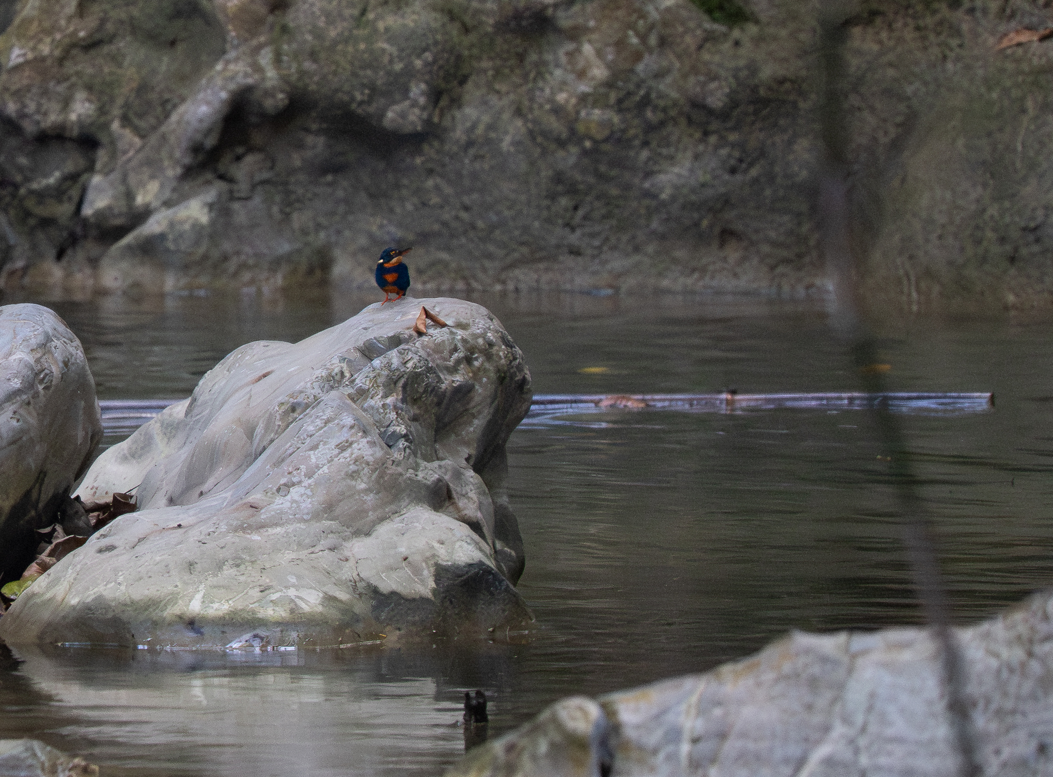 Indigo-banded Kingfisher (Ceyx cyanopectus), photo 2