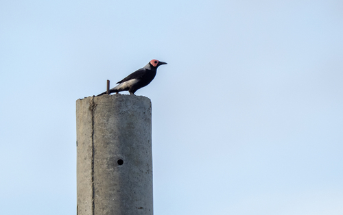Coleto (Sarcops calvus), photo 2