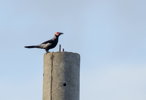 Coleto (Sarcops calvus), photo 3