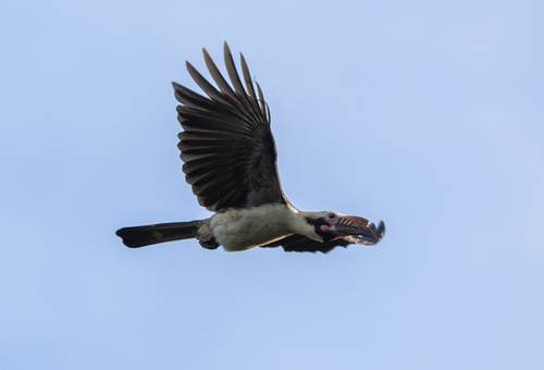 Luzon Hornbill (Penelopides manillae), photo 2