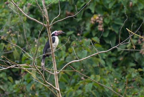 Luzon Hornbill (Penelopides manillae), photo 1