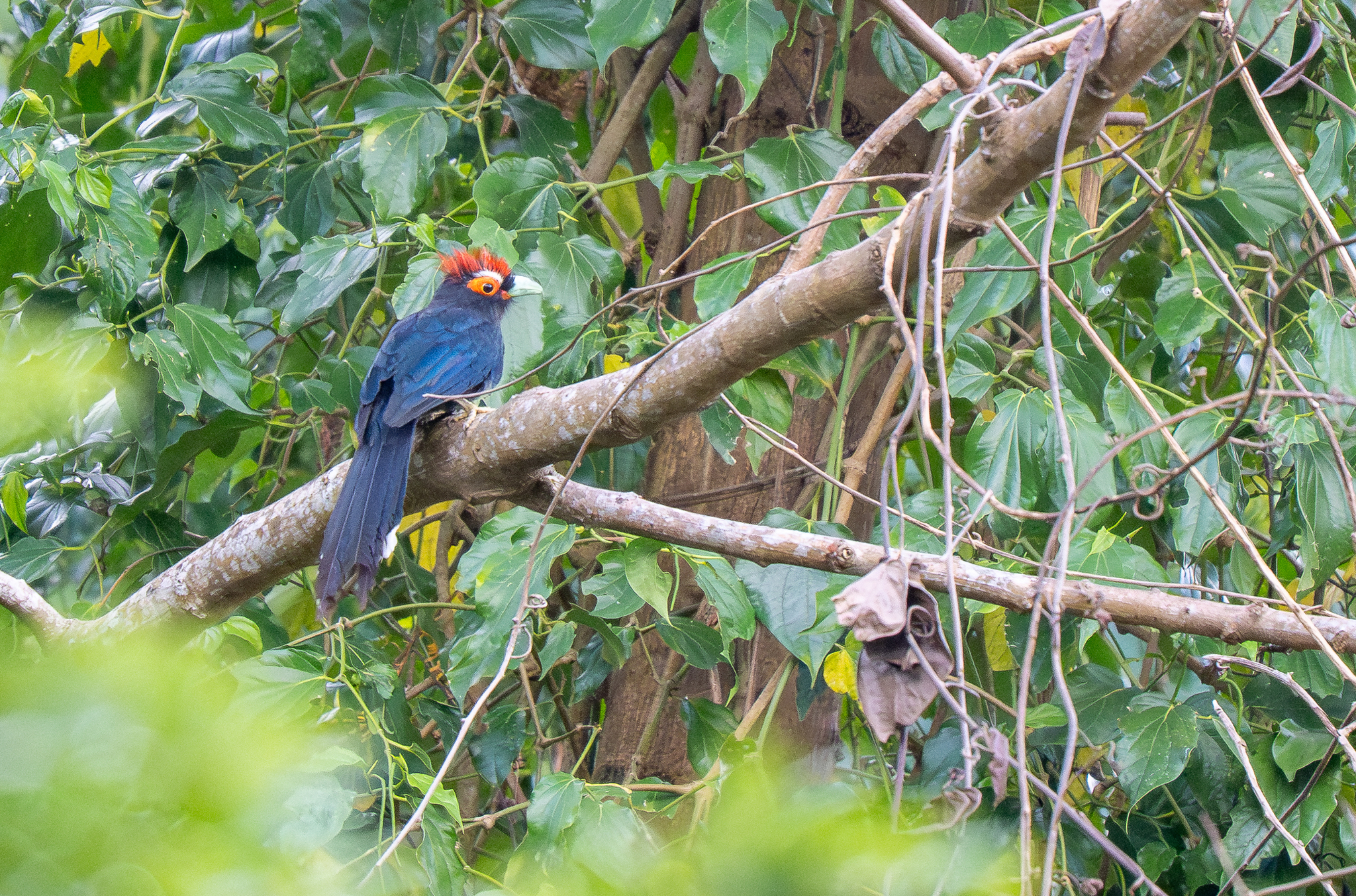Rough-crested Malkoha (Dasylophus superciliosus), photo 1