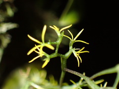Oncidium bryolophotum